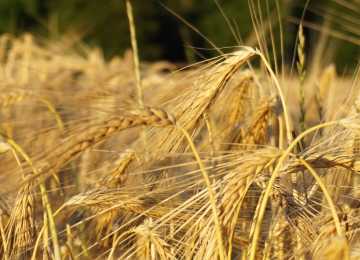Аграрии Воронежской области будут поставлять зерно на экспорт 