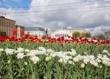 К майским праздникам в Воронеже зацвели 86 тыс. тюльпанов 