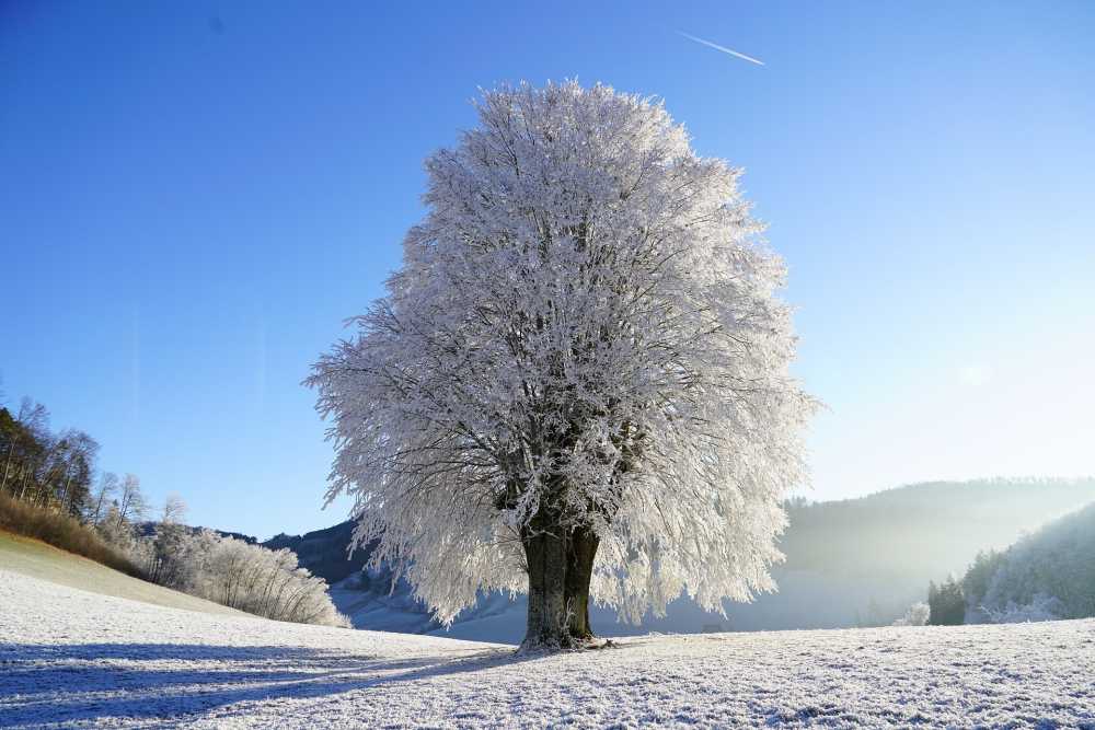 В Воронеже последняя неделя года будет морозной 