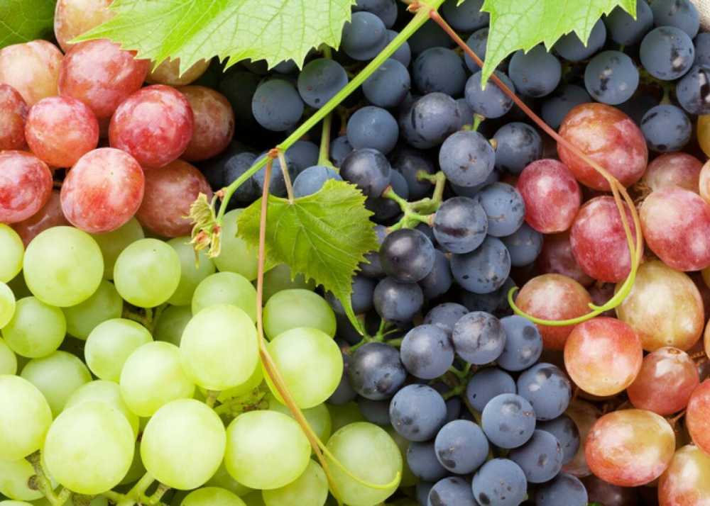 В Воронежской области возрождается виноградарство - Информационно-  новостной портал 077.ru